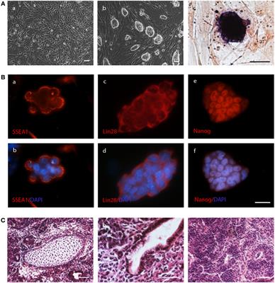 Frontiers | Efficient Killing of Murine Pluripotent Stem Cells by